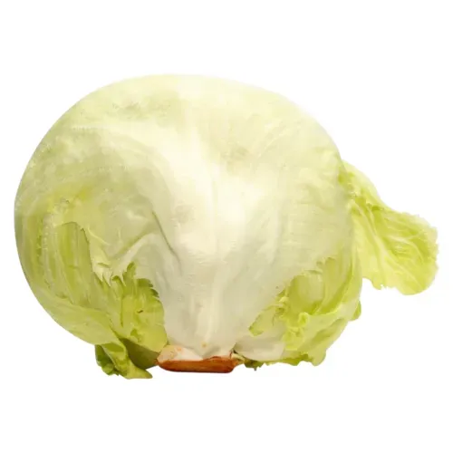 Lechuga Arrepollada Golden